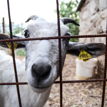 Gospodarstwo agroturystyczne Montagnola Abruzzo Casalanguida